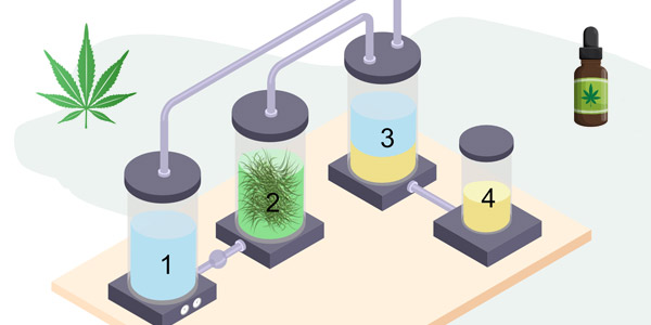 Cannabinoid Extraction Methods | Fundación CANNA: Scientific Studies ...