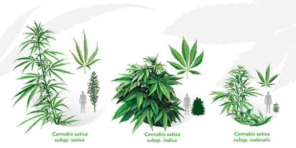 Which Is This Variety? The Systematics Of Cannabis | Fundación CANNA ...