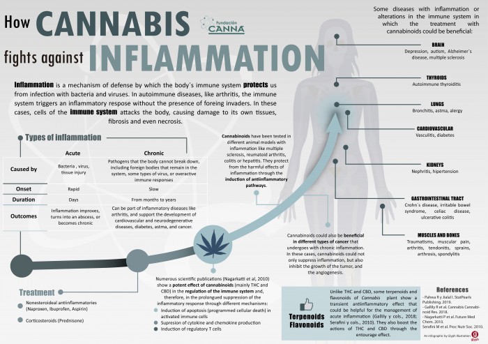 How Cannabis Fights Against Inflammation | Fundación CANNA: Scientific ...